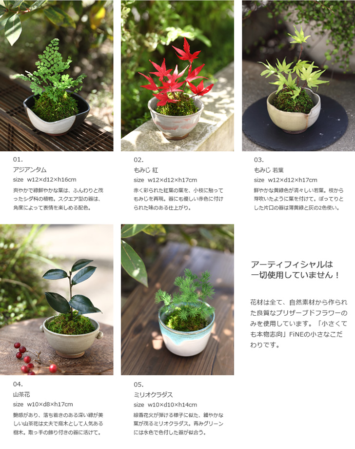 ギフト 観葉植物 ミニ インテリア プリザーブドグリーン 盆栽 和風 誕生日 プレゼント