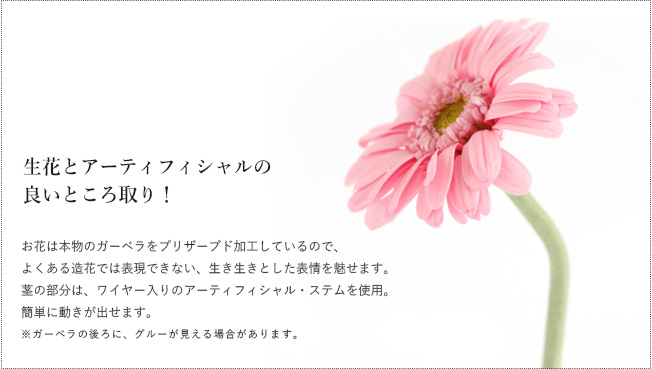 ガーベラ プリザーブドフラワー