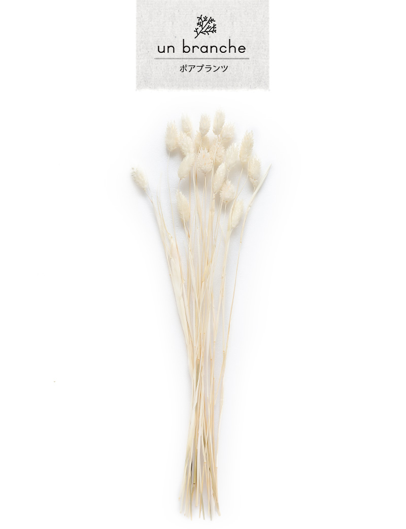 ポアプランツ 白 ドライフラワー 花材 販売 小分け 手作り ハンドメイド 飾り インテリア リース 材料