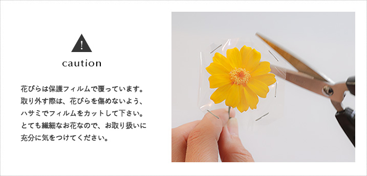 ドライフラワー
