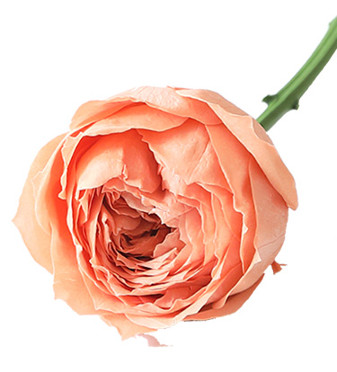 アンブランシュ プリザーブドフラワー ドライフラワー 花材