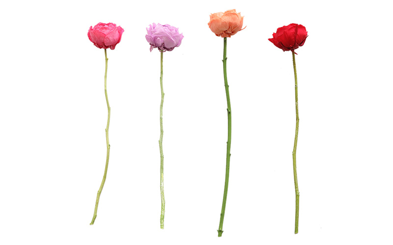 ドライフラワー